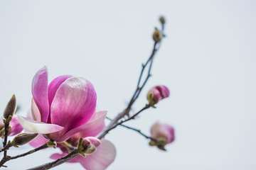 Blooming naked branches of pink magnolia tree. Magnolia flowers on a background of blue sky. Close up