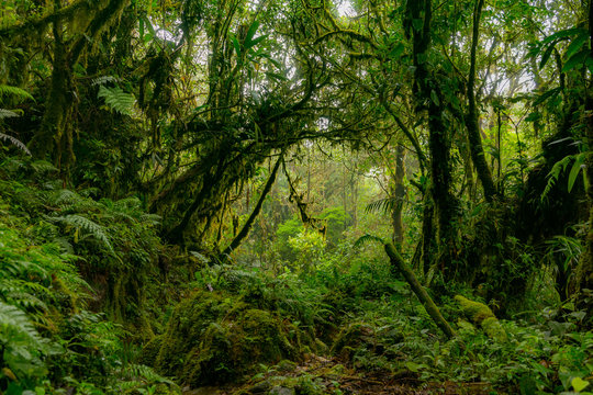 Dense green amazon jungle - rainforest, good for background use