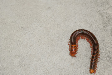 Big millipede many leg rolling body on cement concrete floor.