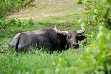 Fototapeta premium Buffalo