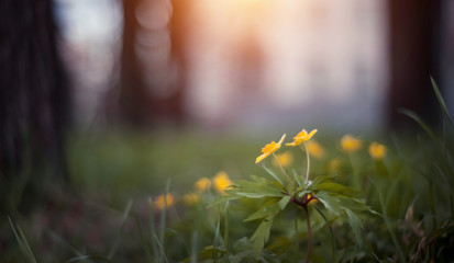 Background with spring primroses - flowers of an anemony © Azaliya (Elya Vatel)