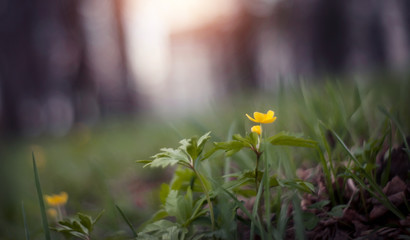 Background with spring primroses - flowers of an anemony © Azaliya (Elya Vatel)