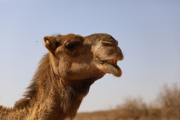 camel with blue sky