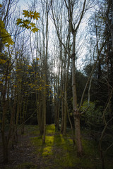 A Dense Forest in England During Dusk with some Tall Thin Trees