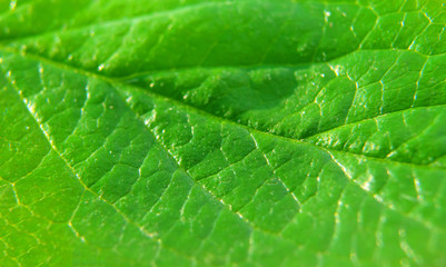 Naklejka na ściany i meble Green leaf texture background macro photography