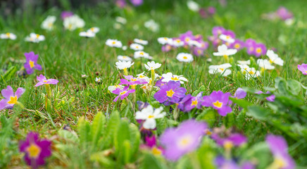 Obraz premium Blumenwiese