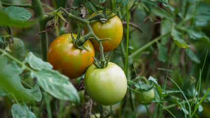 green tomatoes in the garden