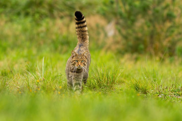 Curious european wildcat, felis silvestris, hunting with tail held high up on summer meadow. Elegant animal walking forward and looking into camera with green blurred background from front view. - obrazy, fototapety, plakaty