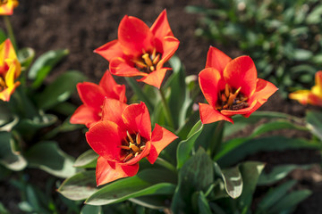 Tulpen