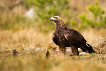 Alert golden eagle, aquila chrysaetos, sitting on the ground on meadow with dry grass in spring nature. Fierce bird of prey with sharp beak and massive body on meadow from front view with copy space.