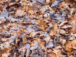 fallen leaves from trees in faded autumn colors