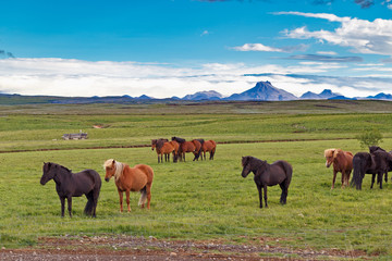 Traditional Icelandic breed of horses on green pasture at mountains background. Picturesque landscape of Iceland, by iconic travel destination - Golden Circle tourist route.