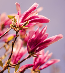 Adorable large magnolia flowers bloom