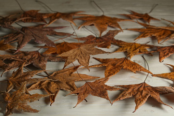 Maple leaves on a wooden table