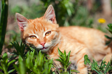 Funny little cat walking outdoors