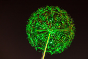 Grün in der Nacht