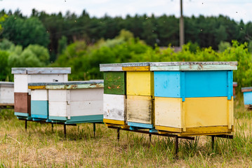 Coloured wooden beehives on meadow. Bees in flight