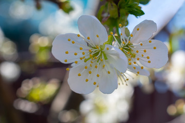Cherry flowers in bloom with bokeh effect