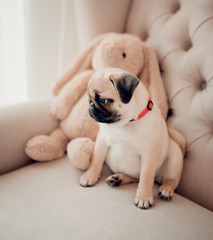 Beautiful baby puppy pug sitting in chair with rabbit toy