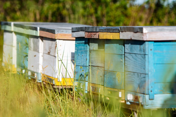 Fototapeta na wymiar Hives in an apiary with bees flying to the landing boards in a green garden