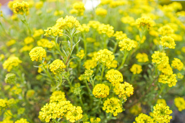 Obraz premium field of yellow flowers