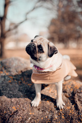 Cute puppy pug dog sitting on a rock outdoors.