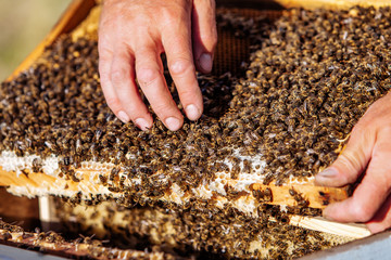 Beekeeper in an apiary holding a frame of honeycomb covered with swarming bees