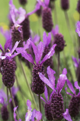 Lavender species aromatic plant with a cute purple color and delicate smell