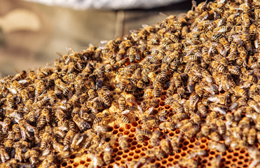 Working bees on honeycomb. Frames of a bee hive. Apiculture