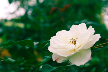White flower in the garden side view