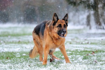 Femelle berger allemand sous la neige