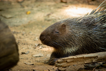 porcupine