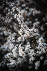 Close Up of Some White & Yellow Small Flowers in a Bush