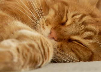 Red Maine Coon Cat Sleepping sweet on sofa. Close up.