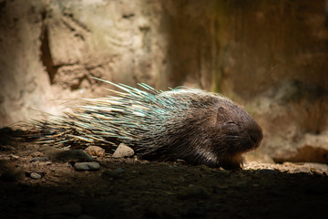 porcupine