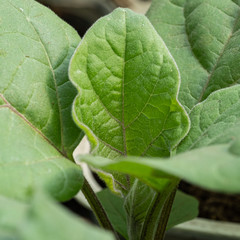 Closeup of green seedling