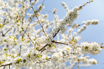 Obraz premium White blooms on a cherry tree in a spring garden