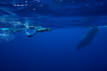 Fototapeta na wymiar Snorkeling with whales