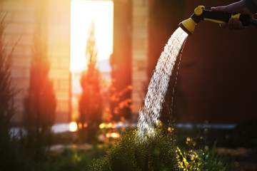
Hand with a hose watering plants in the garden. Watering thuja in the garden.
