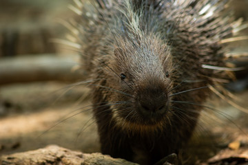 porcupine