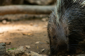 porcupine