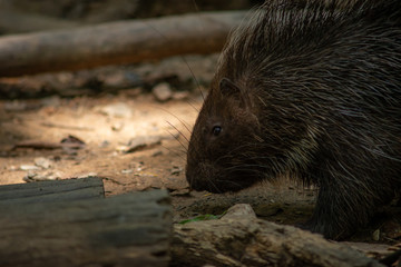 porcupine