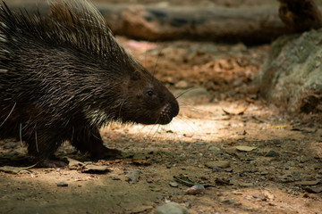 porcupine