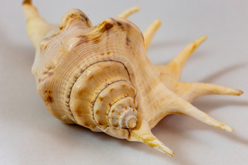 Big and beautiful seashell