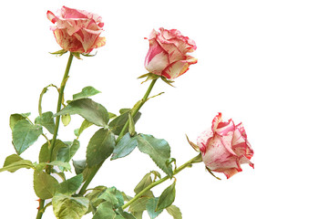Three roses with red edges of petals on white background