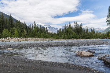 river that runs through a pine forest during the thaw