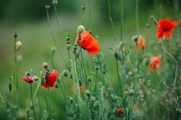Obraz premium Red poppies closeup blooming in a green field