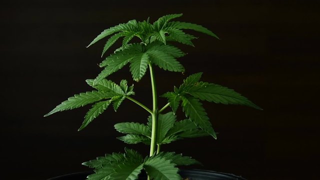 Marijuana leaves, cannabis on a dark background, beautiful background, indoor cultivation for medical studies