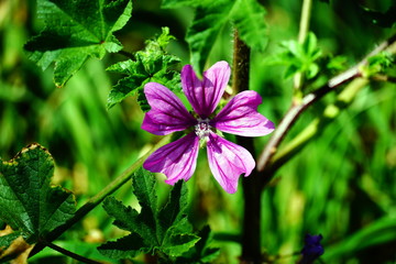 Purple Common Mallow flower close up view on the green background
