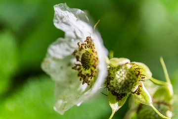 white flower macro with fragile white petals and green leaves